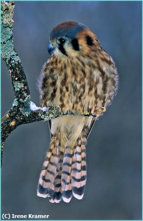 Missing Image: i_0020.jpg - Winter's Chill -- Kestrel