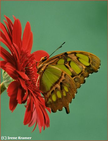 Missing Image: i_0034.jpg - Malachite on Red Gerbera