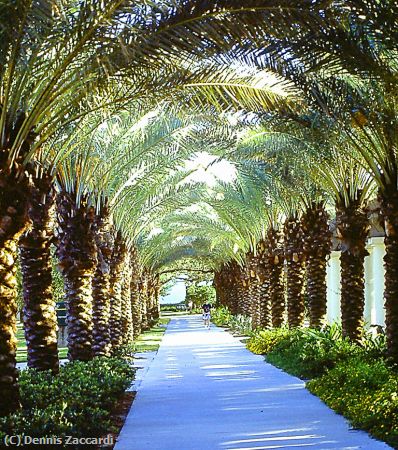 Missing Image: i_0037.jpg - Canopy of Palms