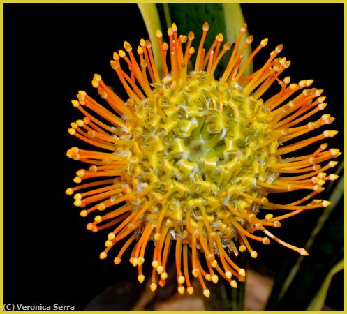 Missing Image: i_0039.jpg - Pincushion Protea