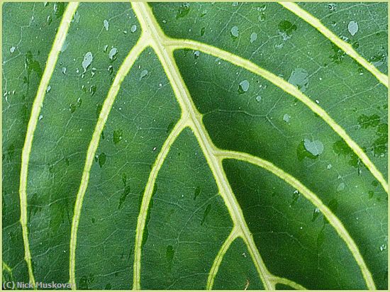 Missing Image: i_0049.jpg - Leaf-Pattern