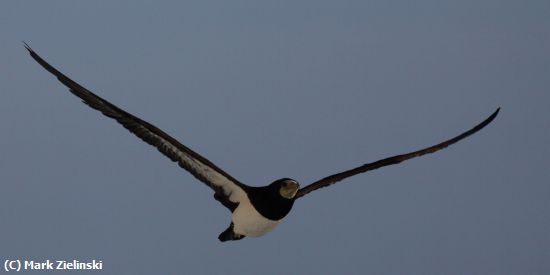 Missing Image: i_0005.jpg - Bobby Bird In Flight