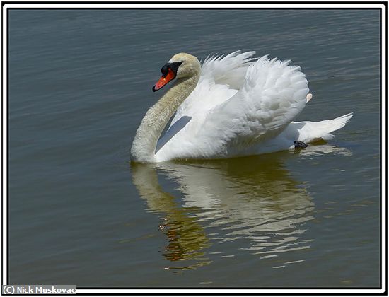 Missing Image: i_0008.jpg - White-Swan