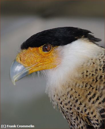 Missing Image: i_0010.jpg - Crested CaraCara