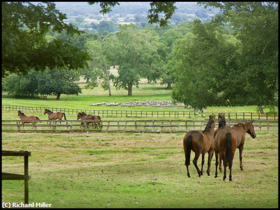 Missing Image: i_0012.jpg - PASTORAL-SCENE