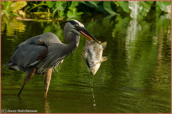 Missing Image: i_0018.jpg - GreatBlueHeronWithFish