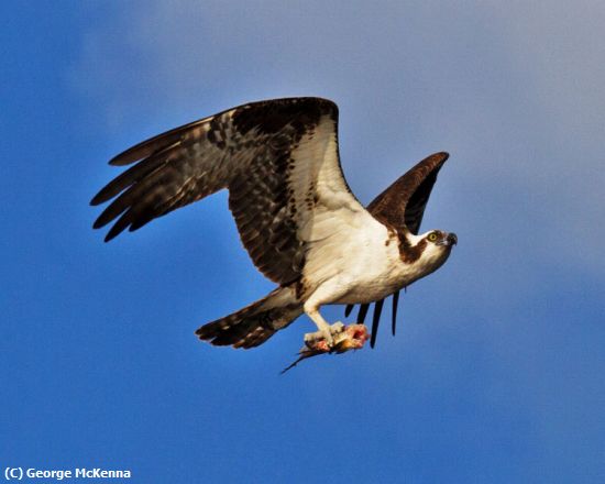 Missing Image: i_0019.jpg - Osprey with Fish