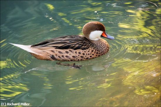 Missing Image: i_0022.jpg - QUIET-POND