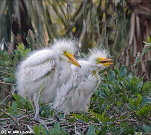 Missing Image: i_0030.jpg - Egret Babies