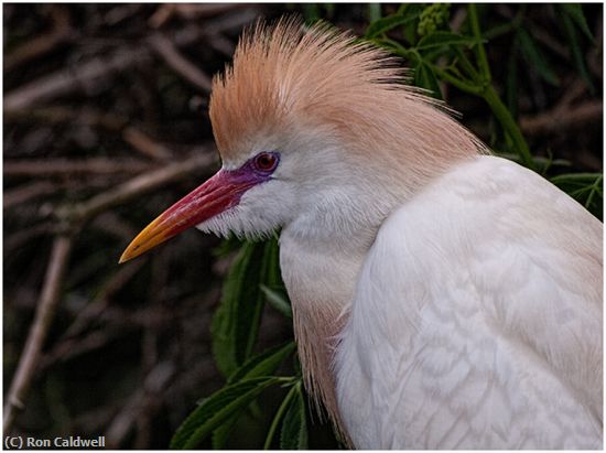 Missing Image: i_0032.jpg - Cattle-Egret