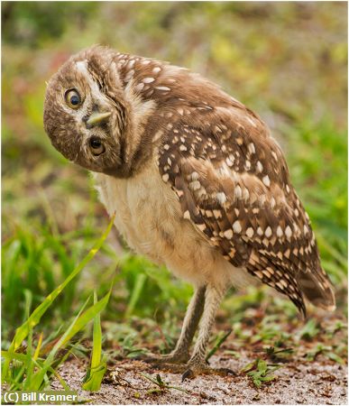 Missing Image: i_0033.jpg - Young Burrowing Owl