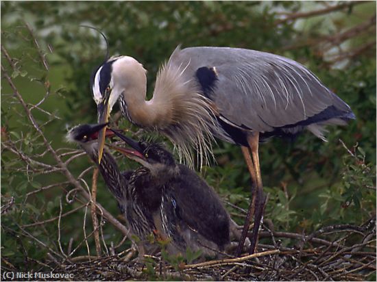 Missing Image: i_0043.jpg - Great Blue Feeds Babies