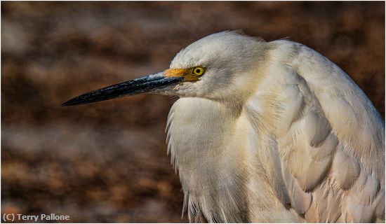 Missing Image: i_0049.jpg - Snowy Egret