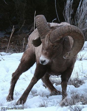 Missing Image: i_0050.jpg - Bighorn2