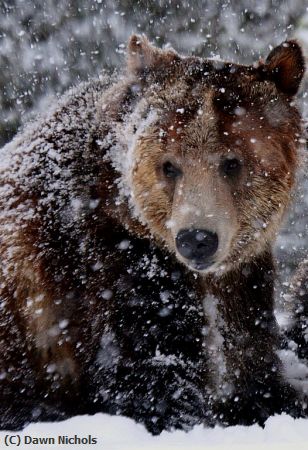 Missing Image: i_0015.jpg - Bear In Snow