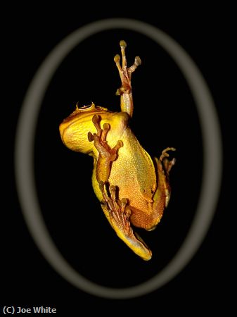 Missing Image: i_0016.jpg - Tree Frog