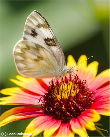 Missing Image: i_0037.jpg - Checkered White Big Flower