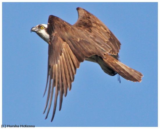 Missing Image: i_0038.jpg - Osprey In Flight