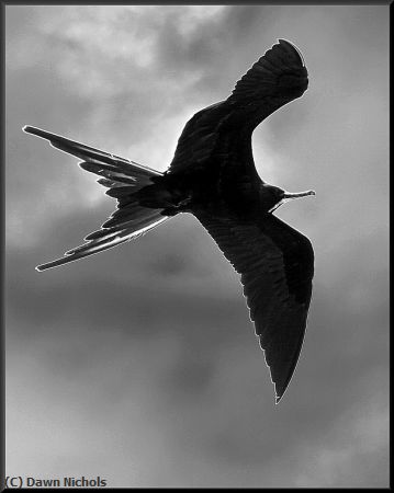 Missing Image: i_0043.jpg - Frigatebird