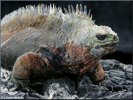 Missing Image: i_0002.jpg - Marine Iguana