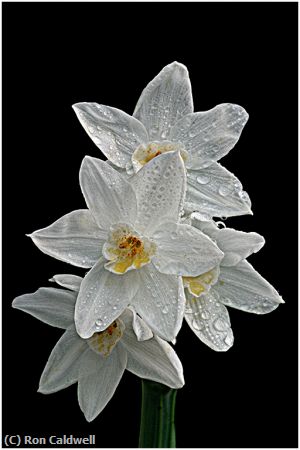 Missing Image: i_0006.jpg - Paper-White-Narcissus