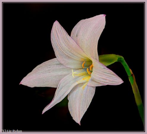 Missing Image: i_0007.jpg - LILY