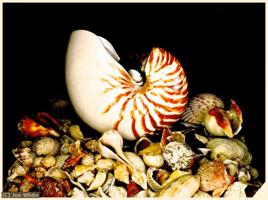 Missing Image: i_0009.jpg - Sea Shells