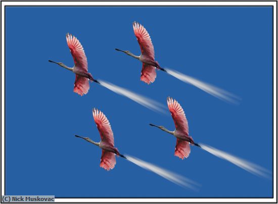 Missing Image: i_0013.jpg - SPOONBILL FORMATION