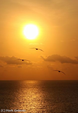 Missing Image: i_0015.jpg - Birds And Sunset