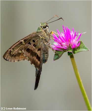 Missing Image: i_0017.jpg - Long Tailed Skipper Portrait