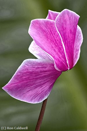 Missing Image: i_0021.jpg - Cyclamen 6