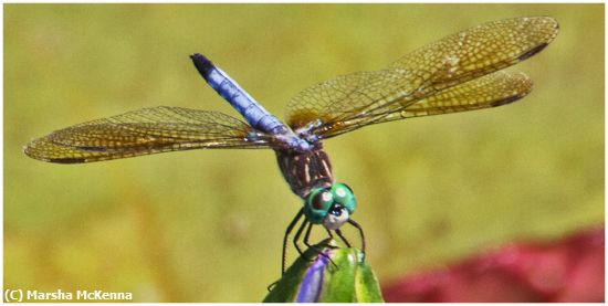 Missing Image: i_0027.jpg - Dragon Fly