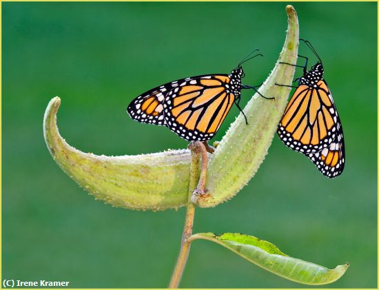 Missing Image: i_0036.jpg - Monarchs On Milkweed Pod