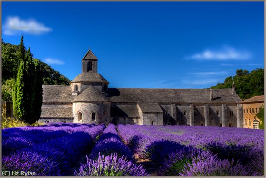 Missing Image: i_0041.jpg - LAVENDER-IN-BLOOM-AT-ABBAYE