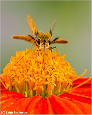 Missing Image: i_0042.jpg - Sipping A Little Nectar