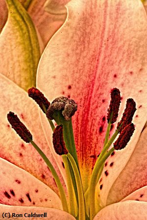 Missing Image: i_0048.jpg - Inside-Lily