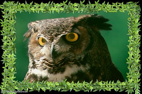 Missing Image: i_0013.jpg - GREAT-HORNED-OWL