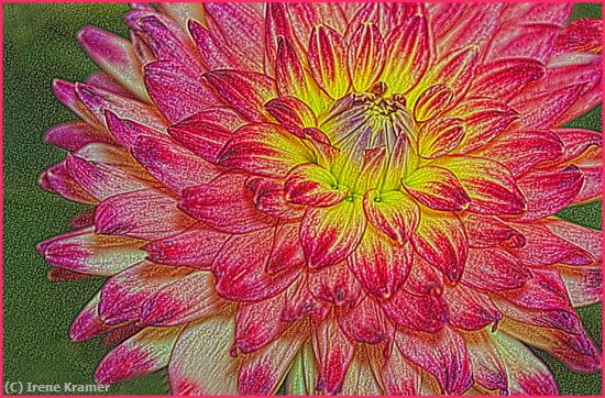 Missing Image: i_0018.jpg - Wildcat -- Dahlia