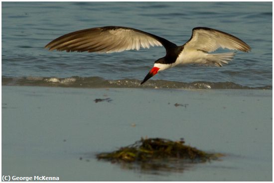 Missing Image: i_0019.jpg - Skimmer in Flight