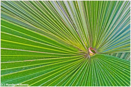 Missing Image: i_0025.jpg - Palm Frond