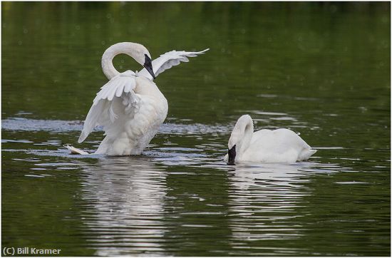 Missing Image: i_0026.jpg - Trumpeter Swans