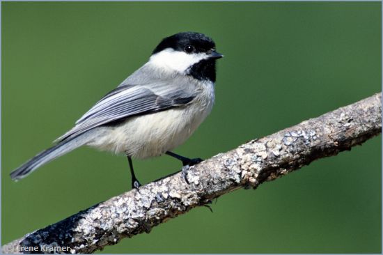 Missing Image: i_0030.jpg - Black-capped Chickadee