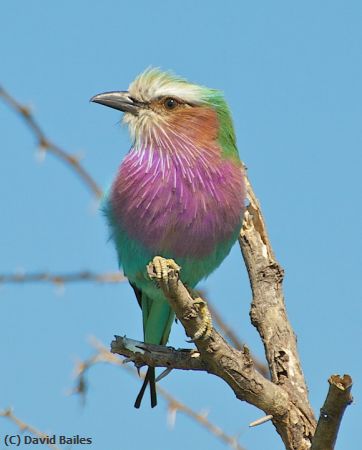 Missing Image: i_0001.jpg - Lilacbreasted Roller