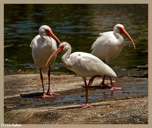 Missing Image: i_0010.jpg - IBIS-TRIO