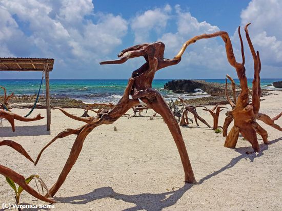 Missing Image: i_0029.jpg - Driftwood on Cozumel Beach