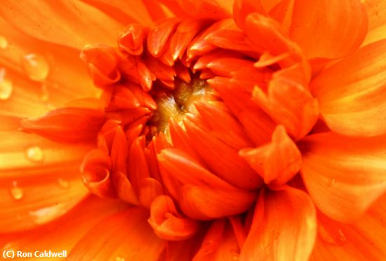 Missing Image: i_0008.jpg - Dahlia On Fire