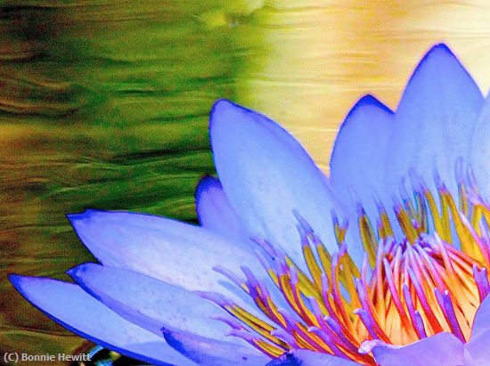 Missing Image: i_0012.jpg - WATER-LILY