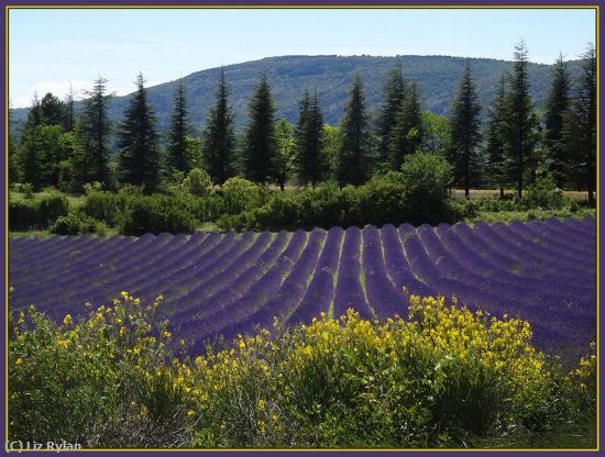 Missing Image: i_0047.jpg - Lavender-Field-in-France