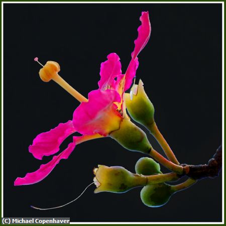 Missing Image: i_0007.jpg - FLOSS SILK TREE FLOWER