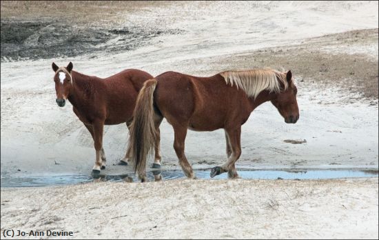 Missing Image: i_0010.jpg - Wild Horses